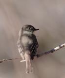 Eastern Phoebe
