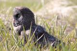 Great Grey Owl