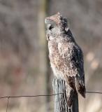 Great Gray Owl