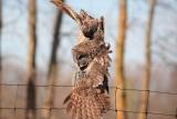 Great Grey Owl