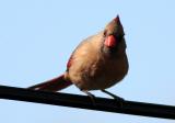 Cardinal female