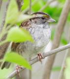 Savannah Sparrow