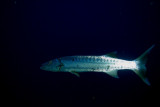 Barracuda