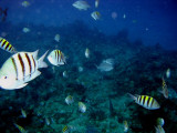 Corona Snorkeling Cozumel July 15 2010  6.jpg