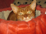 Snug as a bug in a rug (or as a cat in a catbed)