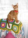 Clancy's first Christmas - complete with velvet collar and jingle bells