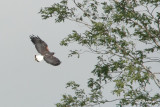 Buse  queue blanche/White-tailed Hawk (El Palmar, 30 novembre 2008)