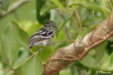 Myrmidon du Surinam/Guianan Streaked-Antwren (Las Claritas, 4 dcembre 2008)