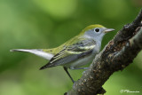 Paruline  flancs marron (Parc Summit, 24 aot 2009)