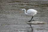 Grande Aigrette (Lasalle, 14 octobre 2010)