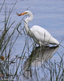 Grande Aigrette (Lasalle, 18 octobre 2010)