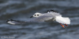 Mouette de Bonaparte (Chambly, 6 novembre 2010)