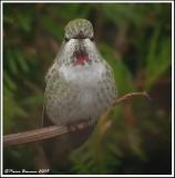 Colibri d'Anna (Montmagny, 21 novembre 2005)