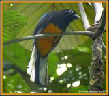 Western White-tailed Trogon (Trogon de Panama) Pedro Vicente Maldonado, 17 nov 2005