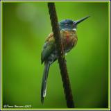 Purplish Jacamar (Jacamar violac) Sacha Lodge, 8 nov 2005