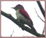 Scarlet-backed Woodpecker (Pic rubin) Los Bancos, 16 nov 2005)