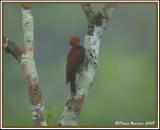 Ringed Woodpecker (Pic  cravate noire) Sacha Lodge, 8 nov 2005