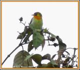 Guira Tanager (Tangara guira) Los Bancos, 16 nov 2005