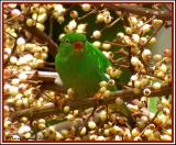Yellow-collared Chlorophonia (Organiste  col jaune) Los Bancos, 18 nov 2005