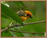 Golden Tanager (Calliste dor) Mindo, 19 nov 2005