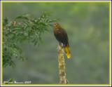 Russet-backed Oropendola (Cassique rousstre) Sacha Lodge, 8 nov 2005
