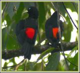 Scarlet-rumped Cacique (Cassique  bec mince) Pedro Vicente Maldonado,17 nov 2005
