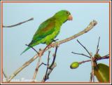 Orange-chinned Parakeet (Toui  menton dor)