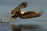 Bald Eagles of Alaska 2006