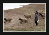 Shepherd and his flock