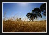 dry grass & sunshine