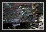 a lot of rust