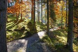 Wald (84312)