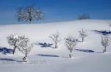 Baeume im Schnee / Trees In Snow (9036)