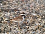 Killdeer Near the Nest