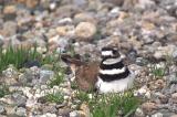 Killdeer on the Nest