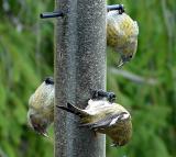 White-winged Crossbills