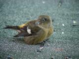 White-winged Crossbill  Avian Conjuctivitis -early