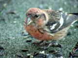 White-winged Crossbill male