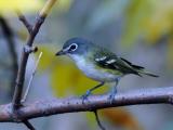 Blue-headed Vireo