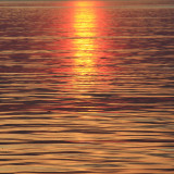 Gull i havet.jpg