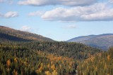 Fall Forest in North Idaho.jpg