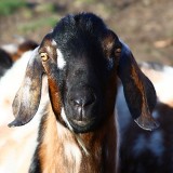 Wide Eyed Goat