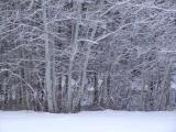 Winter Woods 05