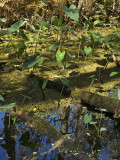 Florida  Everglades  Headwaters