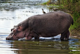 Kruger Hippo