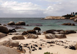 Penguins at Boulders Beach Cape Peninsula