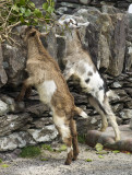 Gap of Dunloe Goats.jpg