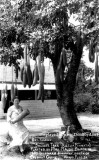 1950's - SausageTree planted by Mrs. Maude Black in 1907 along Ingraham Highway south of Coconut Grove