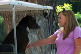 2010 - Karen with Ruger, the Broadmoor Hotels official Water Fowl Control Officer