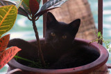 July 22, 2010 - Little Kitty relaxing in a croton pot